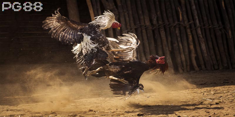 Cách Chơi Đá Gà Cựa Dao Và Hướng Dẫn Đặt Cược Chi Tiết